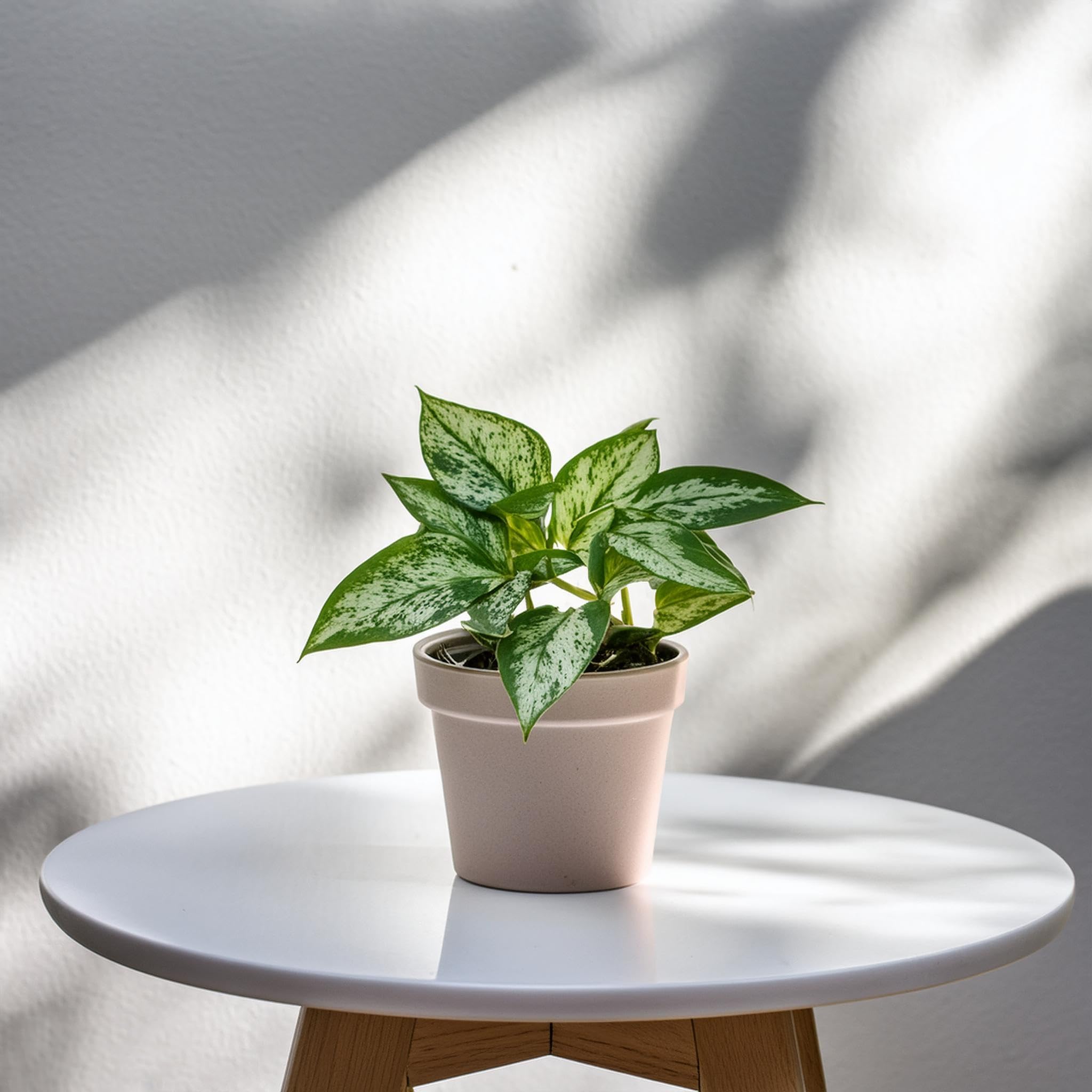 Pothos Live Plant (Devil's ivy) Houseplant Purify The Air - Great choice for improving indoor air quality