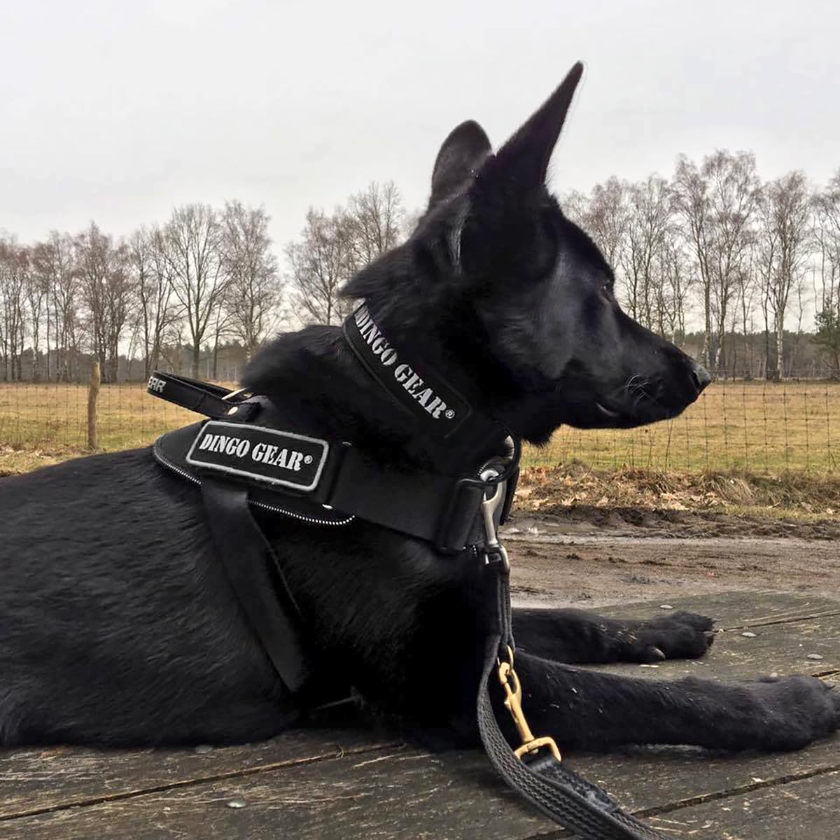 Dingo Gear Collar Cobra con Hebilla Segura y Velcro. Defensa. Cuello 45–63 cm, Negro (S04029)