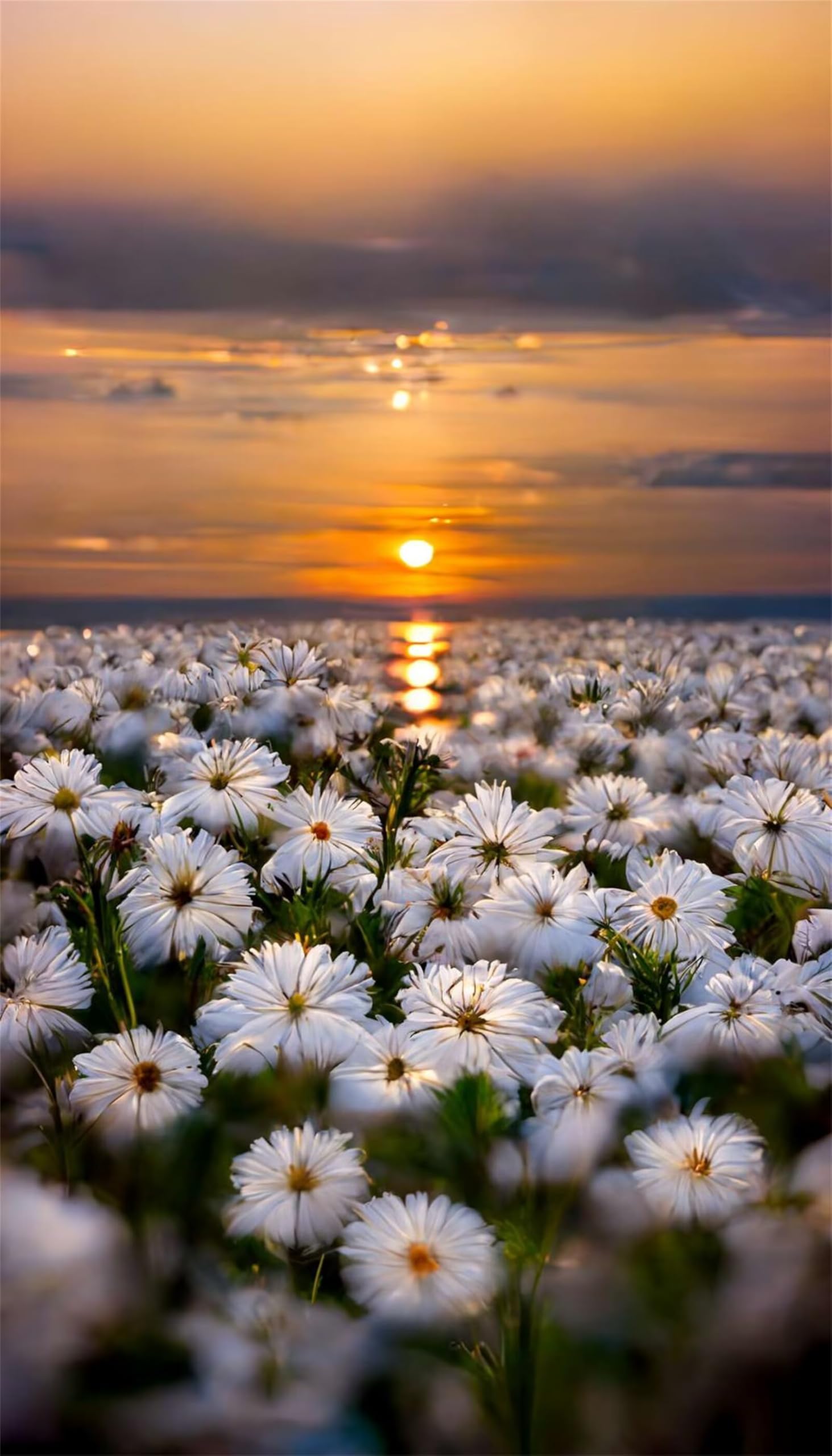 Puzzle dla dorosłych, 1200 elementów, Sunset White Daisies, grafika, puzzle 75 x 50 cm, kolorowe puzzle "zrób to sam" do dekoracji domu, rodzinne puzzle dla początkujących i dzieci