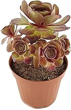 Aeonium"Velour" - schwarzes Rosetten Dickblatt mit einer fantastischen Färbung - zauberhafte Kanarenrose für den sonnigen Fensterplatz