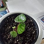 Review Image by GLT GLT