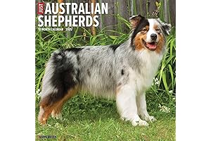 Just Australian Shepherds 2023 12 x 12 Wall Calendar