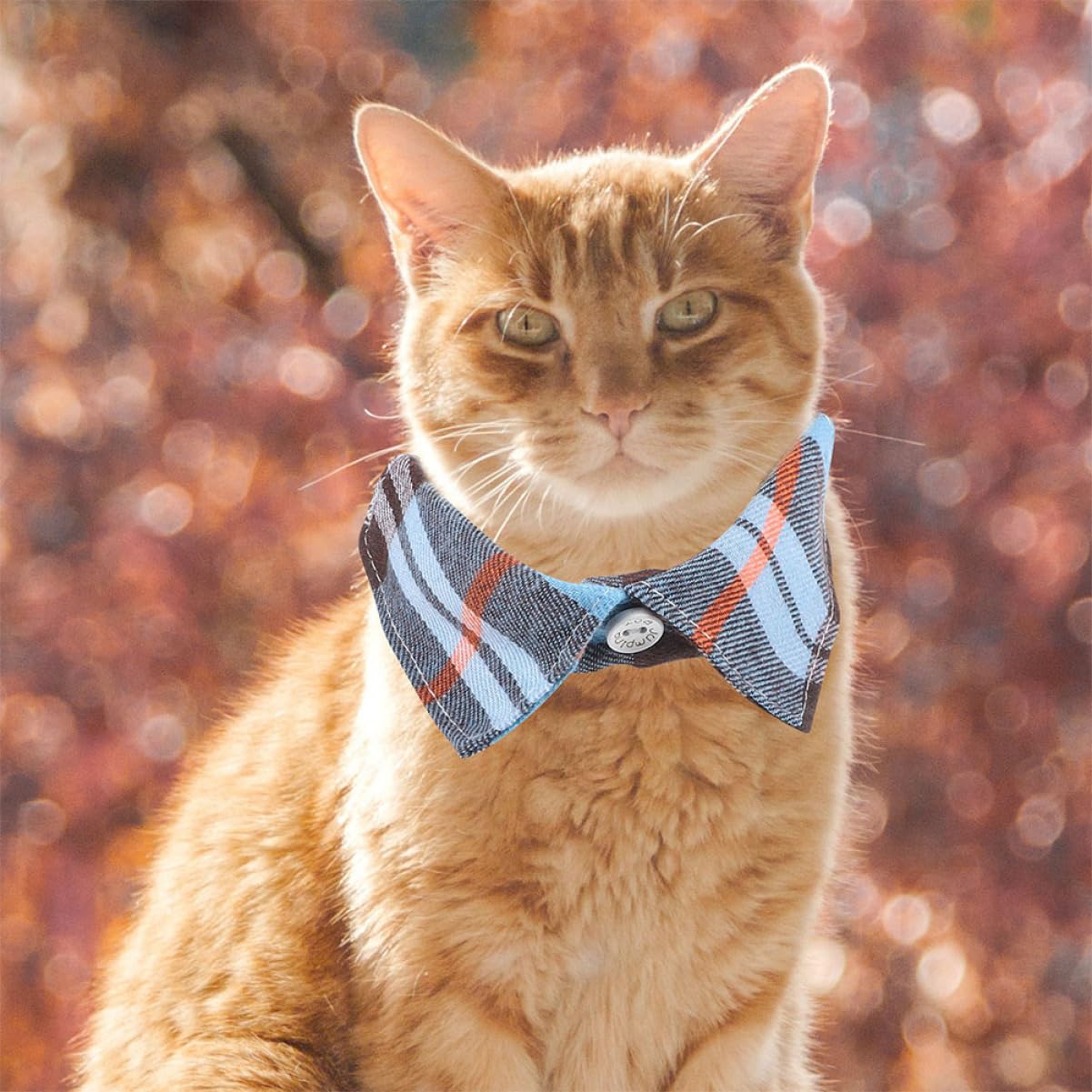 POPETPOP 8pièces Collier pour Chat Réglable avec Clochette Et Nœud Décoratif Lot Carreaux pour Look Élégant Et Sécurisé
