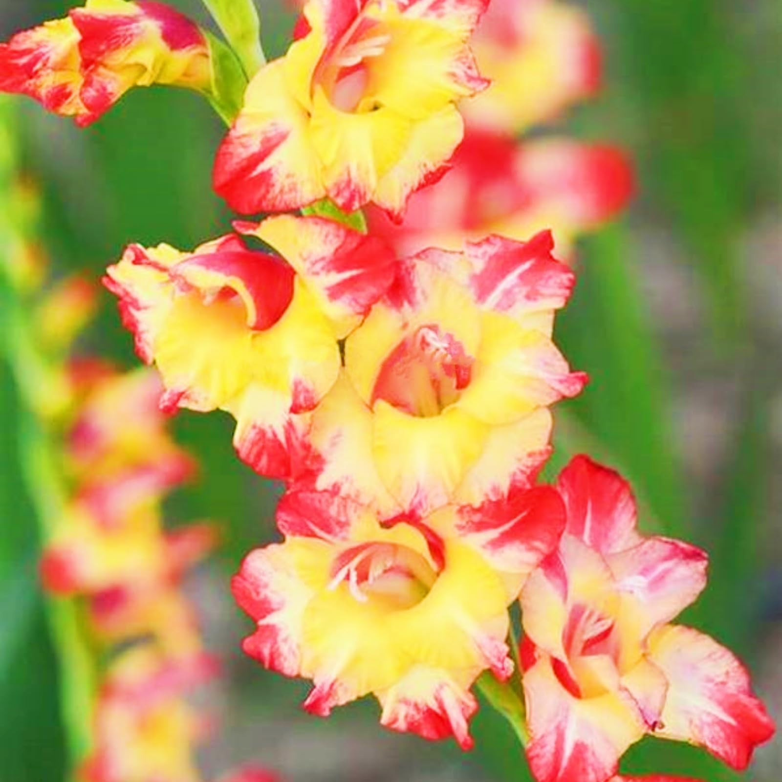 Year After Year Gladiolus Bulbs UK Bloom Rich in Color Wedding Flowers/Cut Flowers/Plant Bulbs-8bulbs-e