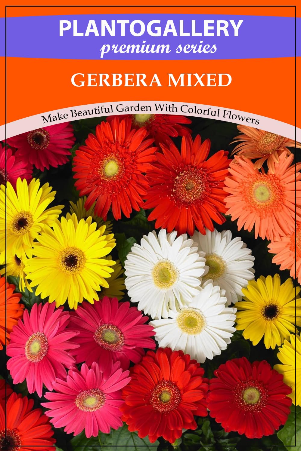 Plantogallery Imported Seeds - Gerbera Mixed Flower Seeds for all Season - Pack of 10 Seeds (B0CCJXBDXQ) Amazon Price History, Amazon Price Tracker