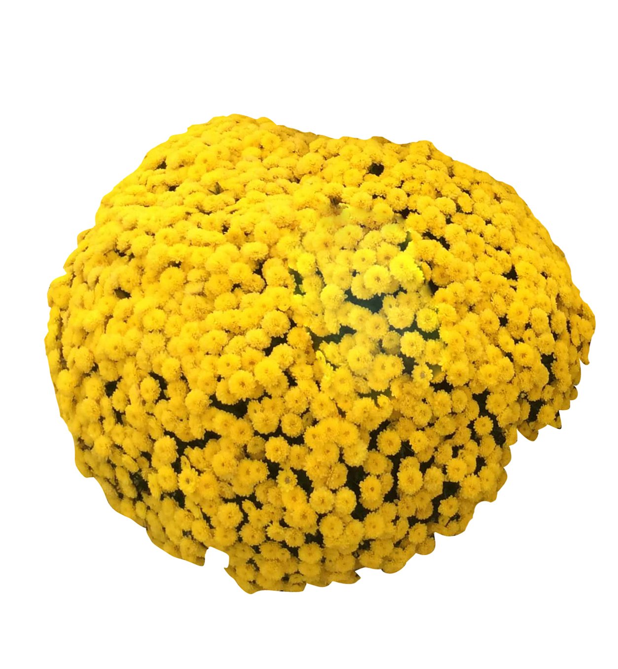 Futaba Ground-cover Chrysanthemum Seeds - Yellow - 100 Pcs-image-41