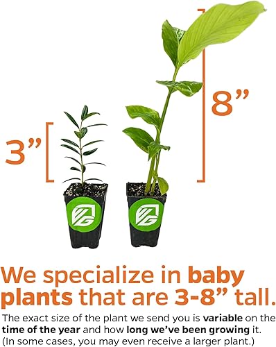 Miniatura 3 de Jengibre (Variedad Común de Cocina) Planta Viva - Zingiber officinale de Wellspring Gardens Planta Inicial - Planta de Interior para Uso Culinario y