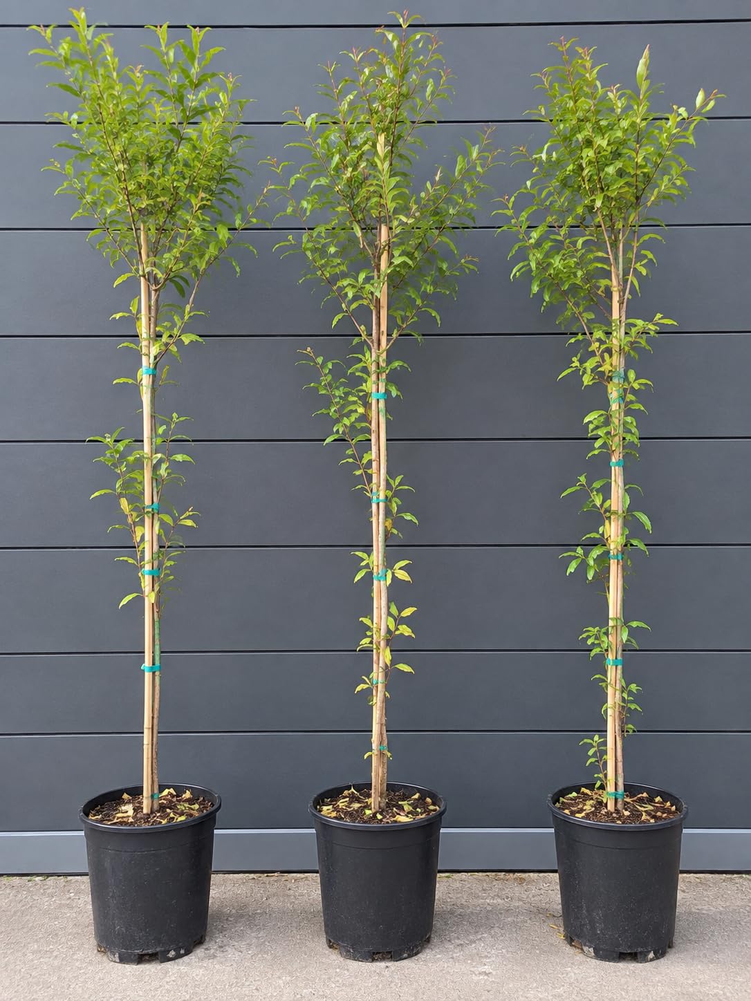 Punica granatum 'Rosso' - Granatapfelbaum - Pflanze 100-120cm Frost -12°