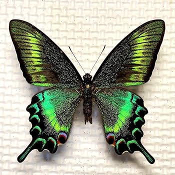 Amazon.co.jp: 蝶標本 北海道産美麗ミヤマカラスアゲハ春型1頭 飼育品