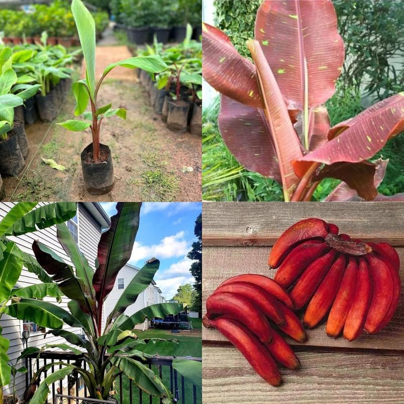 Kerala red banana plant, Dwarf red Kerala giant banana tree live plant pack of 1 plant-image-31