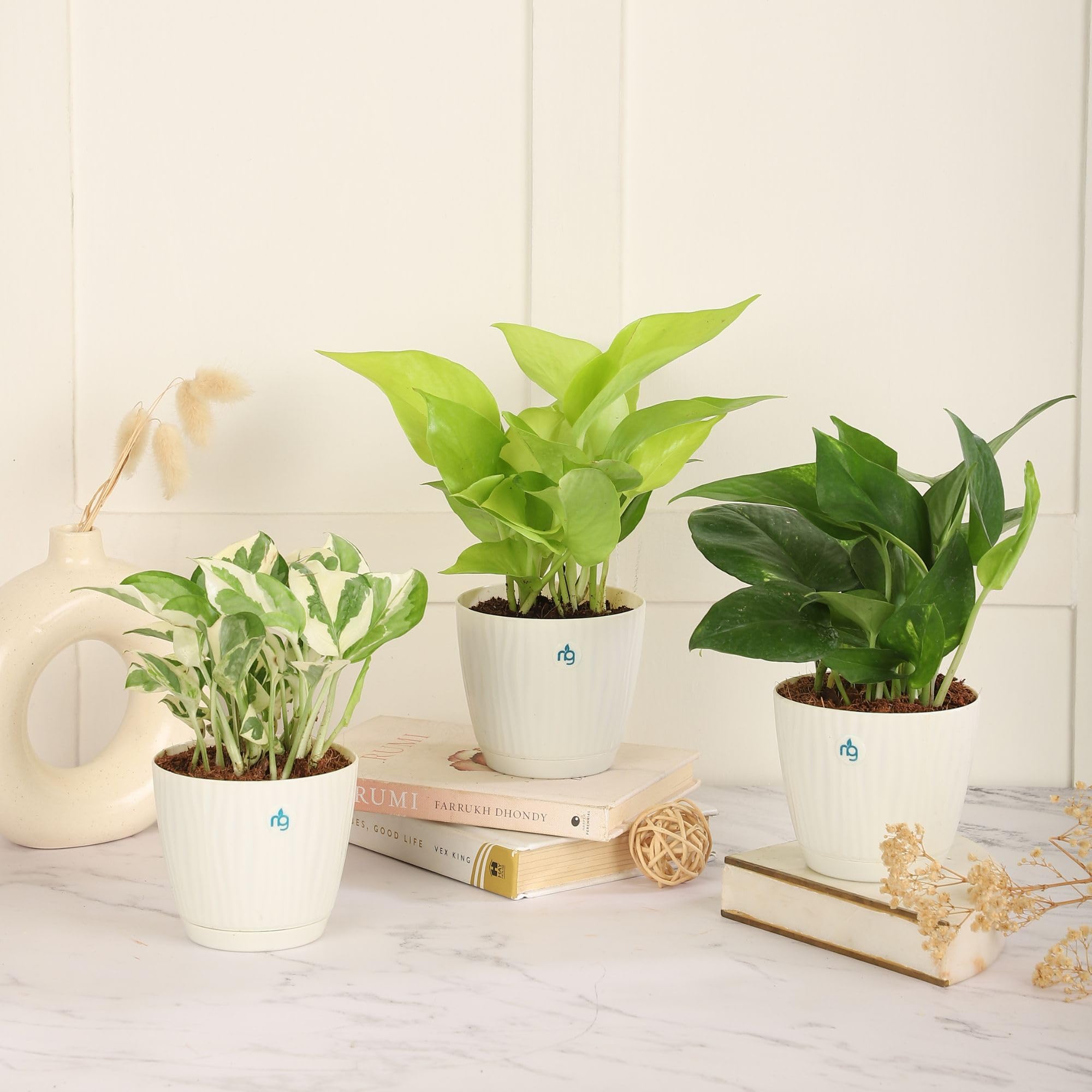 Nurturing Green® Good Luck Combo of 3 Live Indoor Plants in 3.7 Inch Wide Ivory Plastic Pots (Golden, Green & Njoy Money Plant) | Indoor Plants for Living Room | Live Plants With Pots (B0DFCZVZJH) Amazon Price History, Amazon Price Tracker