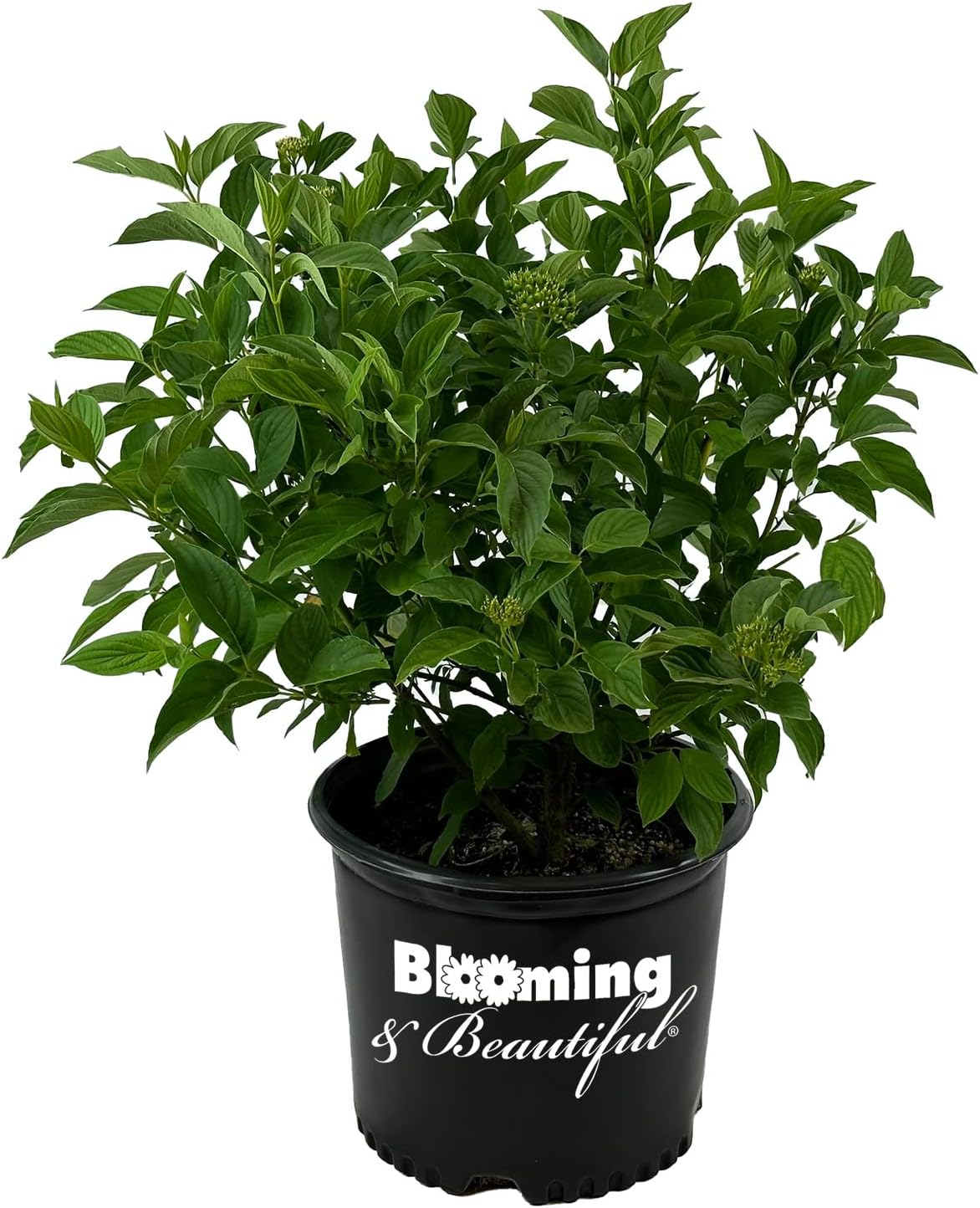 Blooming & Beautiful - Yellow Twig Dogwood - 3 gal - Deciduous Flowering Shrub - Gold Yellow Multi-Stems - Green Foliage - Spring White Flowers - Zones 2-8 - Cornus sericea 'Flaviramea' - 3 Gallon Pot