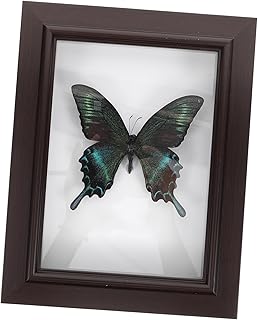 Canvas Wall Decoration,prints Wall Decor home decor photo frame wall hanging specimen ornaments butterfly specimen office decorative frame Specimen Display Frame