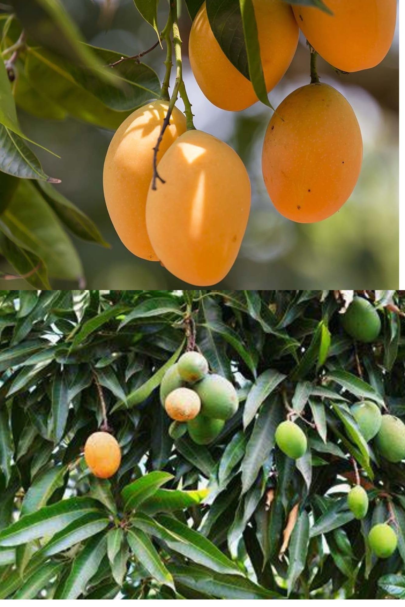 Alphonso Mango Plant & Tree The King Of Indian Mango Grafted Plant Hapus Ratnagiri Variety in Grow bag || Plant hight 1.5-2 ft (Pack Of 1) (B0CCMLYWR1) Amazon Price History, Amazon Price Tracker