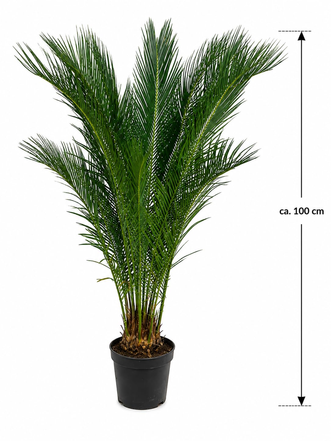 Cycas Revoluta ca. 100 cm – Sagopalme & Palmfarn Zimmerpflanze, exotische Grünpflanze für Wohnzimmer, Büro & Wintergarten, pflegeleicht, dekorative Zimmerpalme mit tropischem Flair