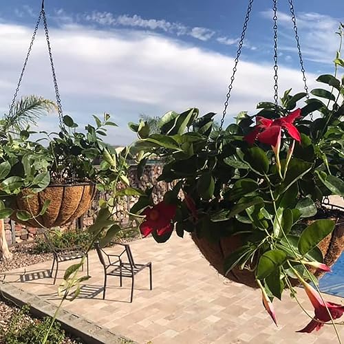 Miniatura 8 de Macetas colgantes de metal para exteriores (paquete de 4, 12 pulgadas) cestas colgantes para plantas con cadena redonda de alambre con forros de