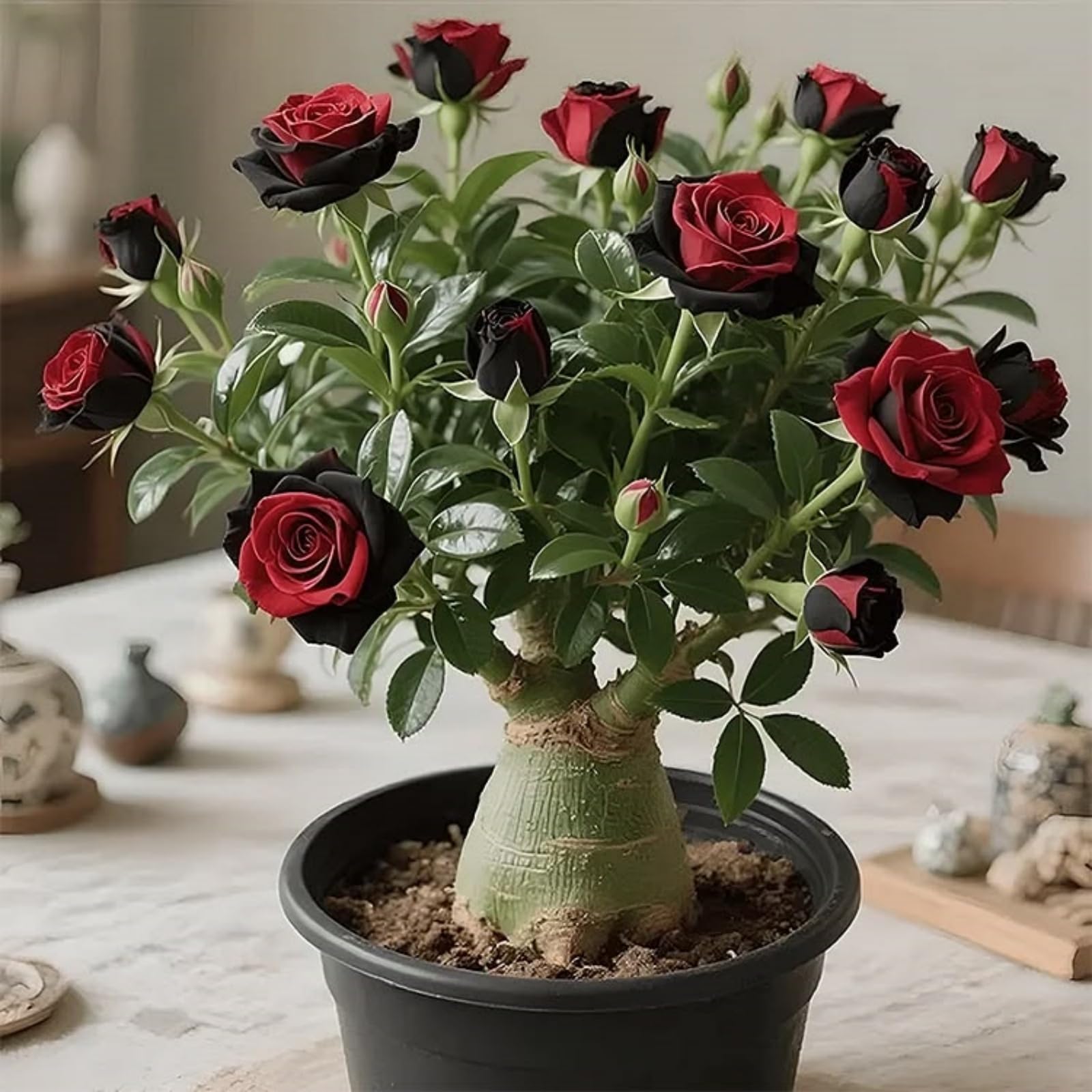 Bulbi di rosa del deserto Sani e Perfetti per Casa e Giardino-4 tubero-B