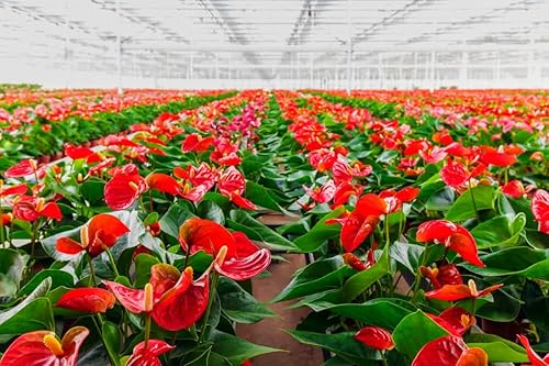 Miniatura 5 de 2 plantas de anturio rojo viven para crecer, planta de interior, 6 pulgadas a 9 pulgadas de alto