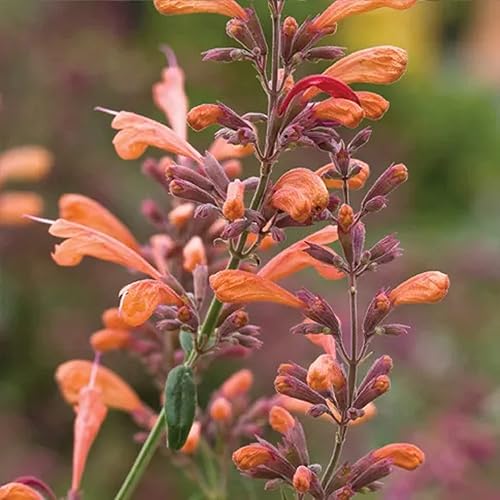Miniatura 2 de CHUXAY GARDEN 50 semillas Agastache naranja mexicana, hisopo gigante mexicano, planta de hierbas perenne, planta de condimento comestible que crece