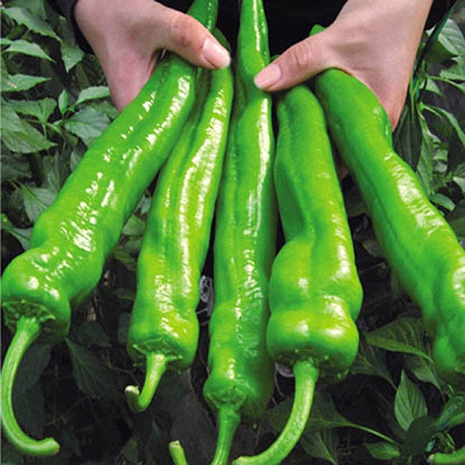 - VibeX Garden Farm Yard Décor Big Jim Chili Pepper Seeds -300 Seeds