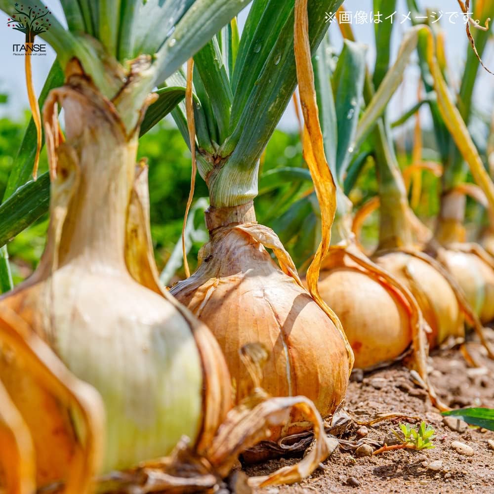 711SfT6zeIL._AC_UF1000,