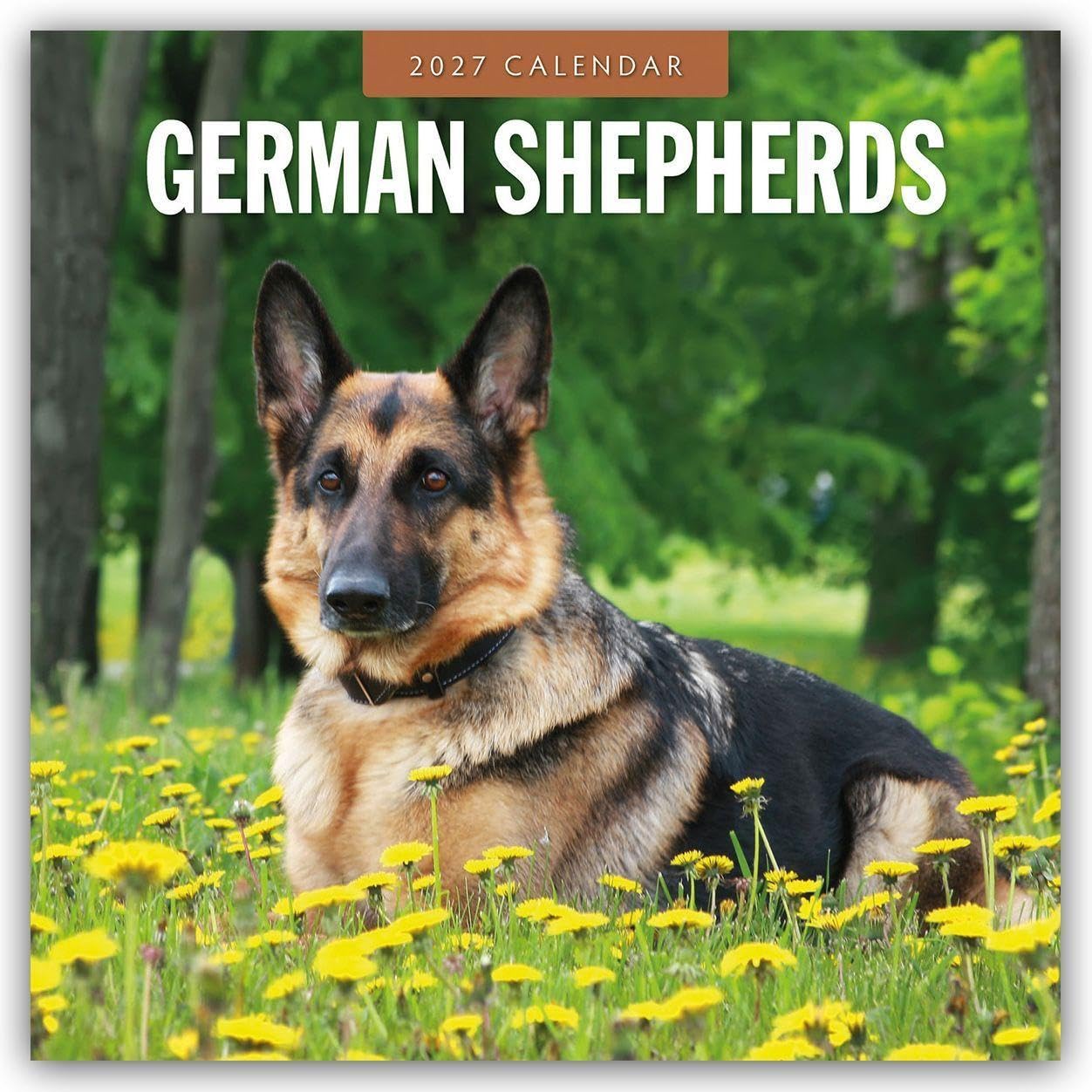 German Shepherds 2027 Square Wall Calendar: Original Red Robin Publishing Ltd-Kalender [Mehrsprachig] [Kalender]