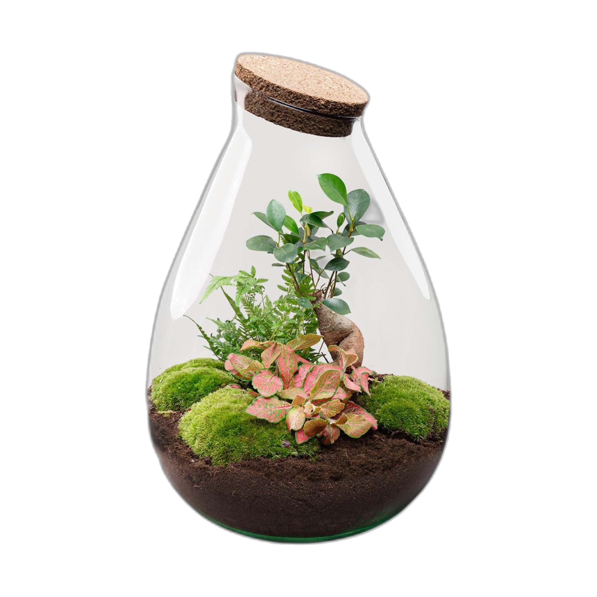 DIY Pflanzen-Terrarium aus Glas, Flaschengarten Set, Rot, Ø 29 x 37 cm