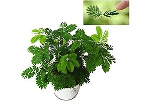 Sensitive Plant Live - 200 Non-GMO Seeds for Indoor and Balcony Planting