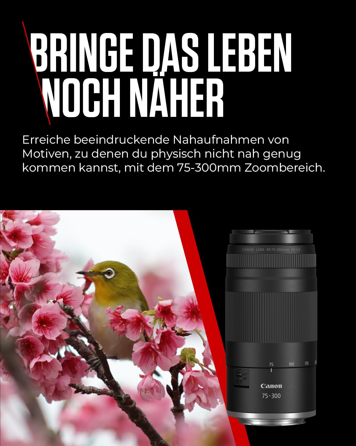 Canon RF 75-300mm F4-5.6 Objektiv | Leichtes Telezoom-Objektiv für Tier- & Sportfotografie | Mit Autofokus-Motor & Super-Spectra-Beschichtung | Kompatibel mit Canon EOS R Systemkameras