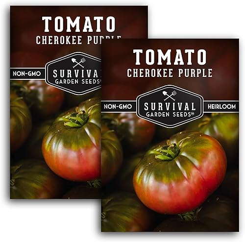 Cherokee Purple Tomate 2