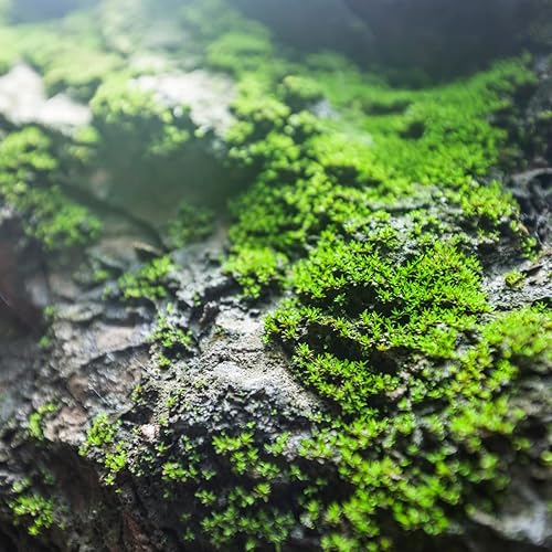 Miniatura 2 de Petrichor Aceite de fragancia (nuestra versión de la marca) – (botella de 4 onzas) para fabricación de velas, fabricación de jabón, fabricación de