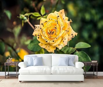 Wall Mural Peel and Stick beautiful yellow rose rose bush affected by Diplocarpon rosea Black Large Wallpaper Self Adhesive Contact Paper Removable 3D Wall Sticker for Living Room Bedroom 69"x98"