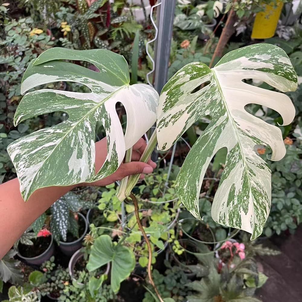 30 Pcs Monstera Plant Seeds Easy to Plant Germinate Seeds, Entry Level