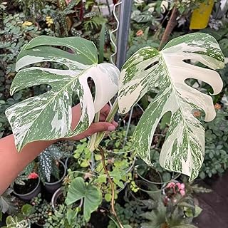 30 Pcs Monstera Plant Seeds Easy to Plant Germinate Seeds, Entry Level Varieties Monstera Deliciosa Easy to Care House Pla...