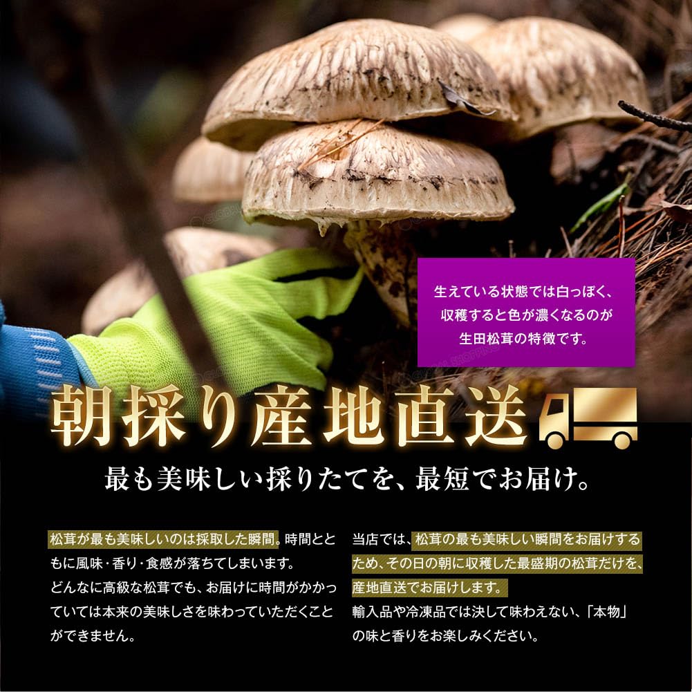年内ラスト‼️ 信州産‼️松茸 3本セット 382g 11/4 朝採れ 【公式通販】
