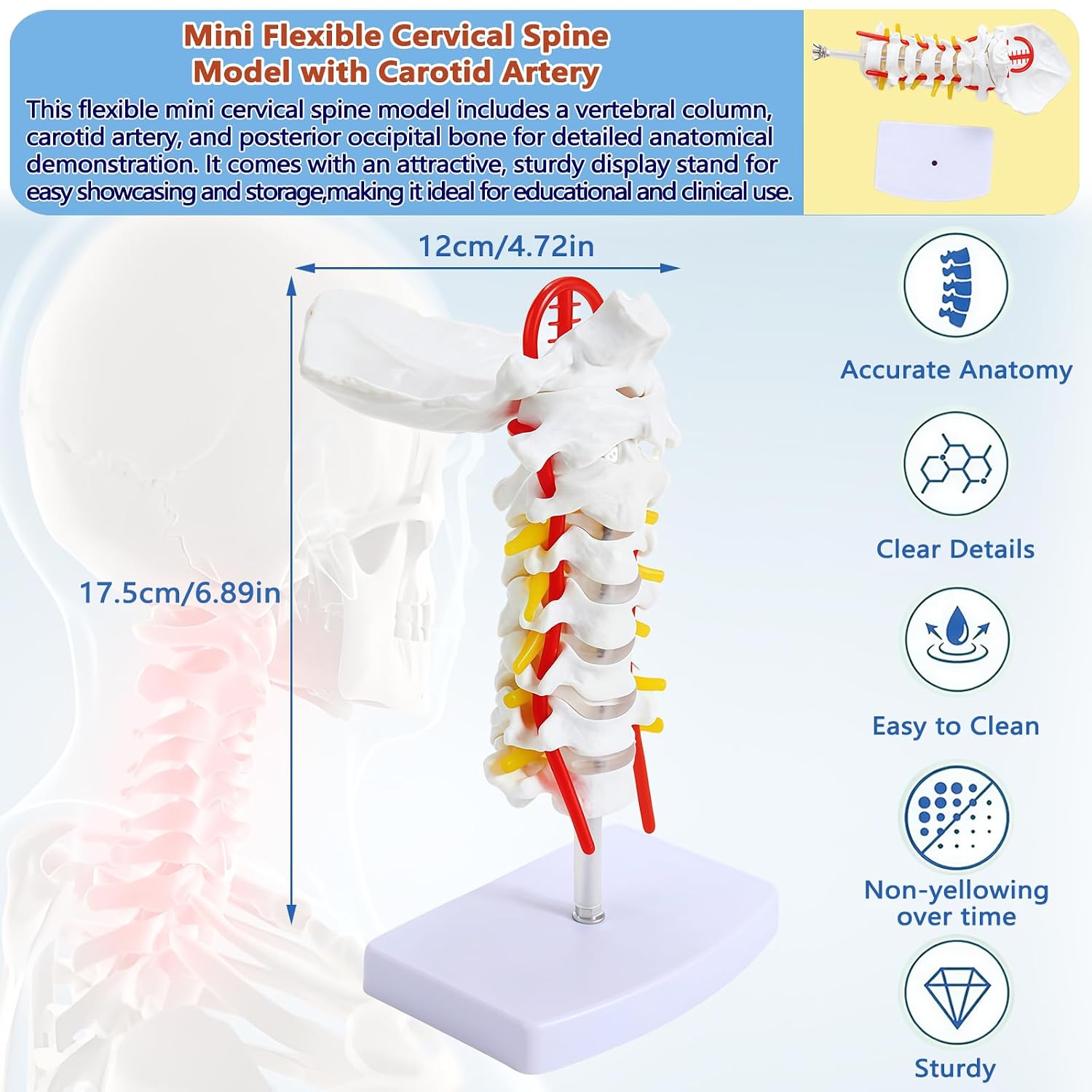 Life-Size Cervical Vertebra Model with Nerves Occipital Plate,1:1 Anatomical Spine Model for Teaching, Clinic Demonstration, Student Education