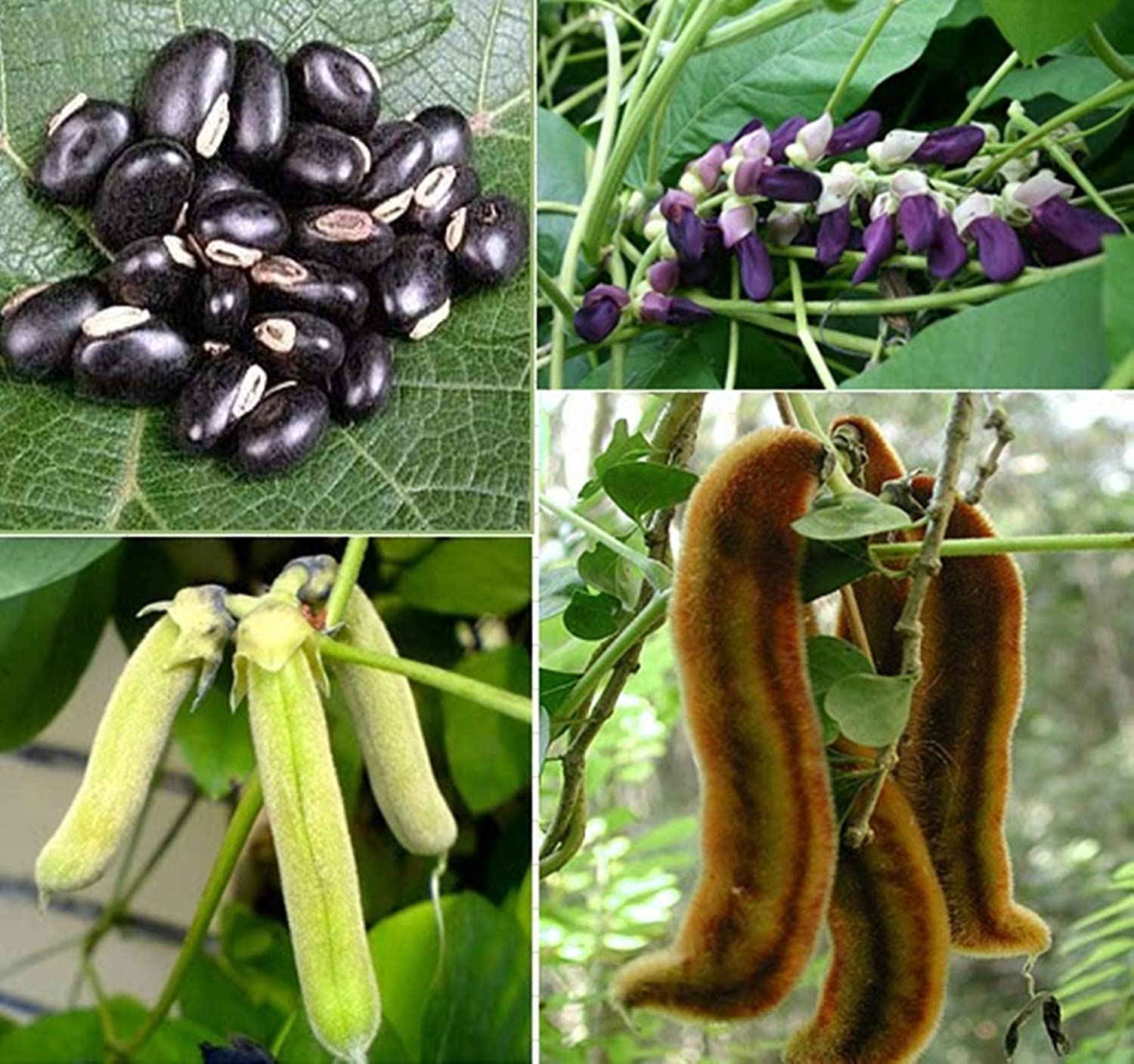 M-Tech Gardens Rare Hybrid Mucuna " Velvet Bean " Exotic 10 Vegetable Seeds for Growing (B0BQG7WY96) Amazon Price History, Amazon Price Tracker