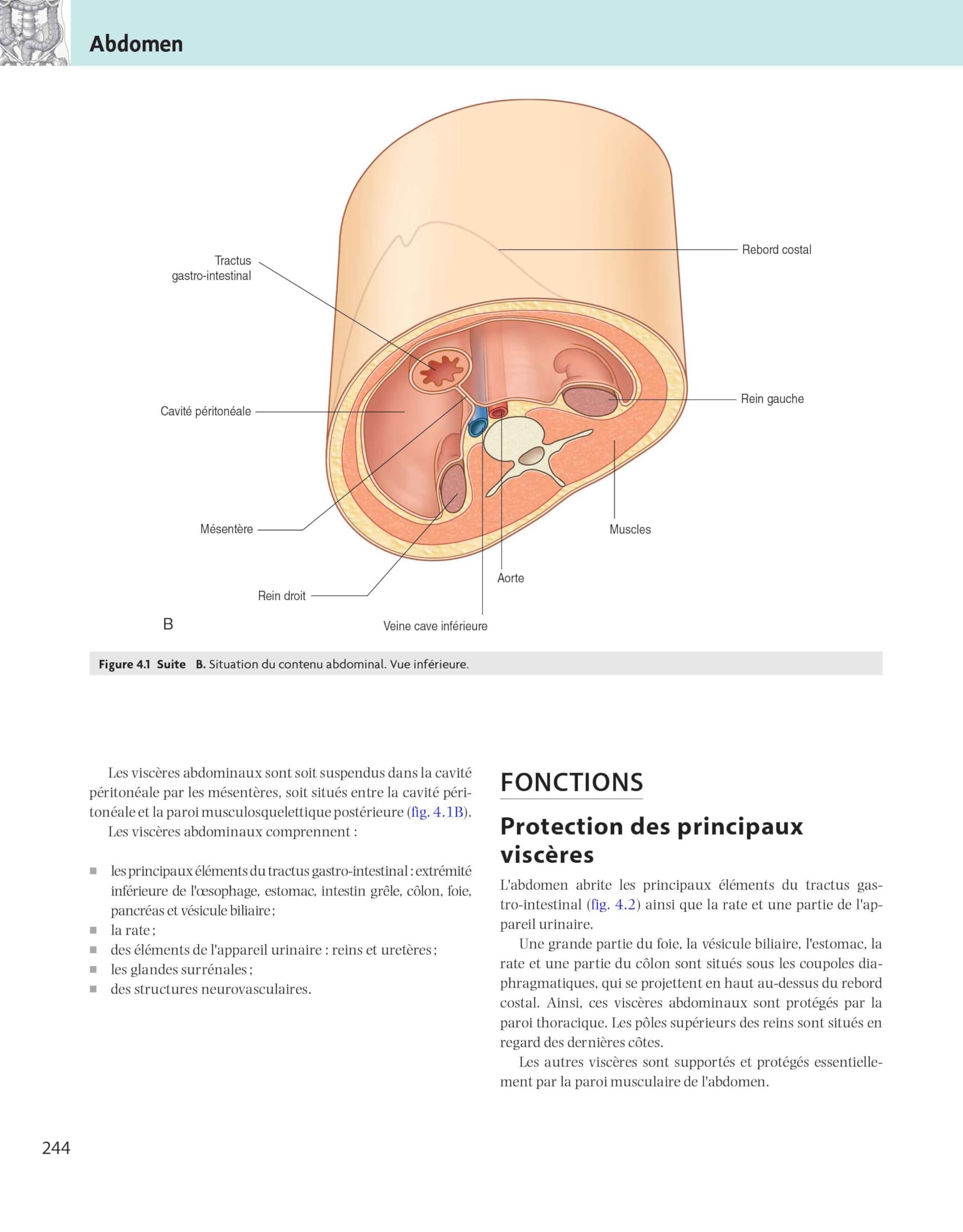 Gray's Anatomie - Le Manuel pour les étudiants