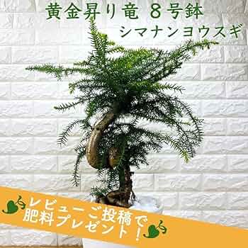 Amazon.co.jp: 観葉植物 黄金昇り竜 シマナンヨウスギ アローカリア 8