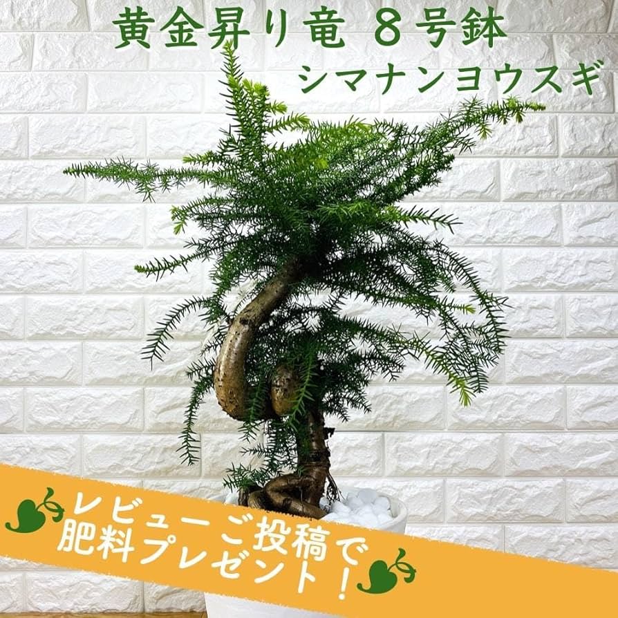 特良！アローカリア シマナンヨウスギ盆栽仕立て 観葉植物 シンボルツリー Amazon.co.jp: 観葉植物 黄金昇り竜 シマナンヨウスギ
