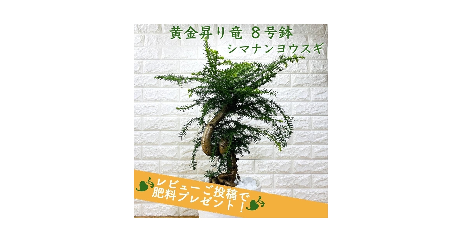 Amazon.co.jp: 観葉植物 黄金昇り竜 シマナンヨウスギ アローカリア 8