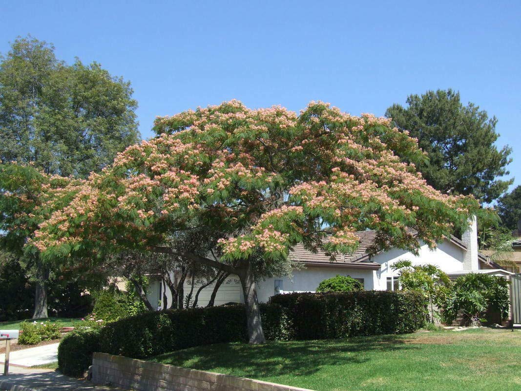 Albizia julibrissin mimosa "Acacia di Costantinopoli" pianta in vaso ø18 cm h 140/180 cm Vivaio di Castelletto