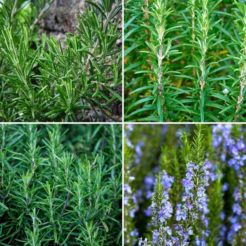 Miniatura 4 de Juego de 3 plantas de romero, planta de inicio de 3 a 6 pulgadas de alto, sin maceta, planta de hierbas de romero para jardín