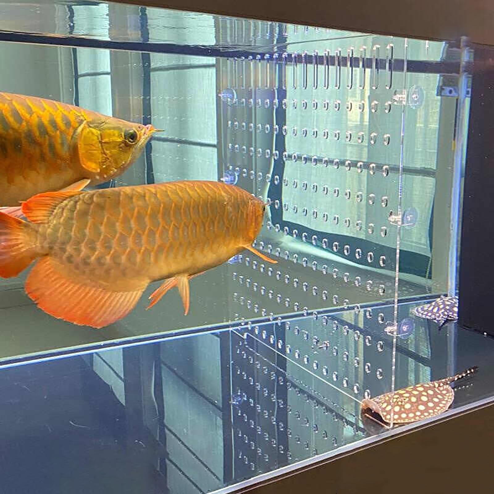 divisori per acquario Divisore per acquario in acrilico trasparente, piastra per griglia isolante per acquario di grandi dimensioni con ventosa, divisorio per allevamento di pesci(50x60cm/19.7x23.6in)