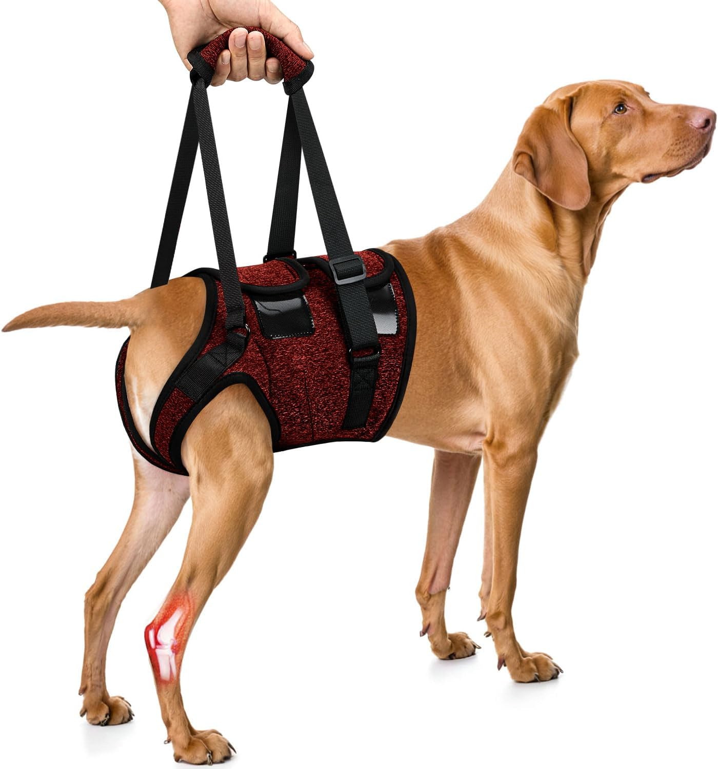 SlowTon Dog Lift Harness - Adjustable Dog Sling for Medium Large Dogs, Hind Leg Support to Help Rehabilitate, Soft Padded Dog Support Harness for Elderly, Injured, Arthritic, Disabled Dogs(R,M) Medium(Waist:17''-23'') Red
