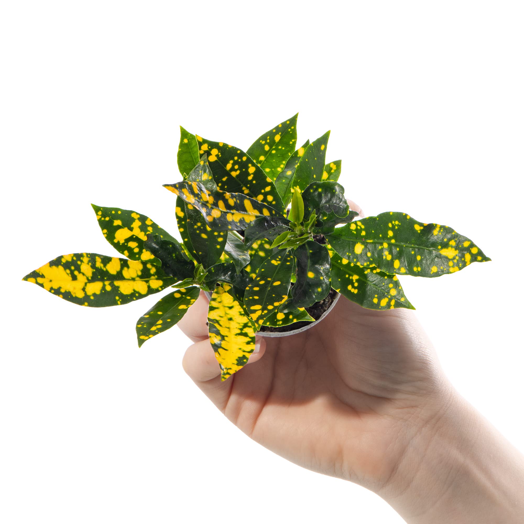 Baby Gold Dust Croton Pflanze Codiaeum Aucubaefolia Immergrne Zimmerpflanze  Geschenk : Amazon.de: Garten