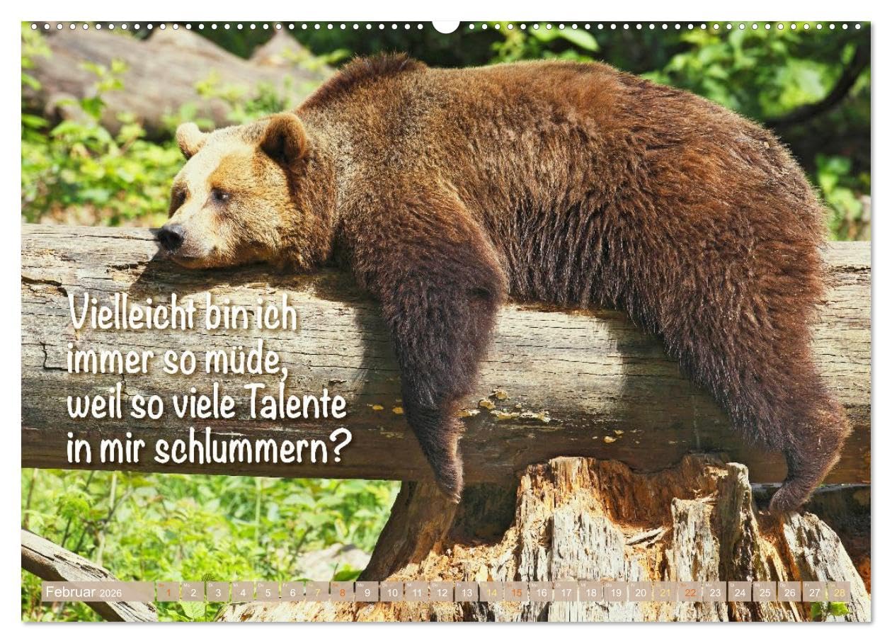 Spaß mit Bären: Edition lustige Tiere (Wandkalender 2026 DIN A2 quer), CALVENDO Monatskalender: Bären: Meister Petz, freche Sprüche und humorvolle Tierporträts (CALVENDO Tiere)