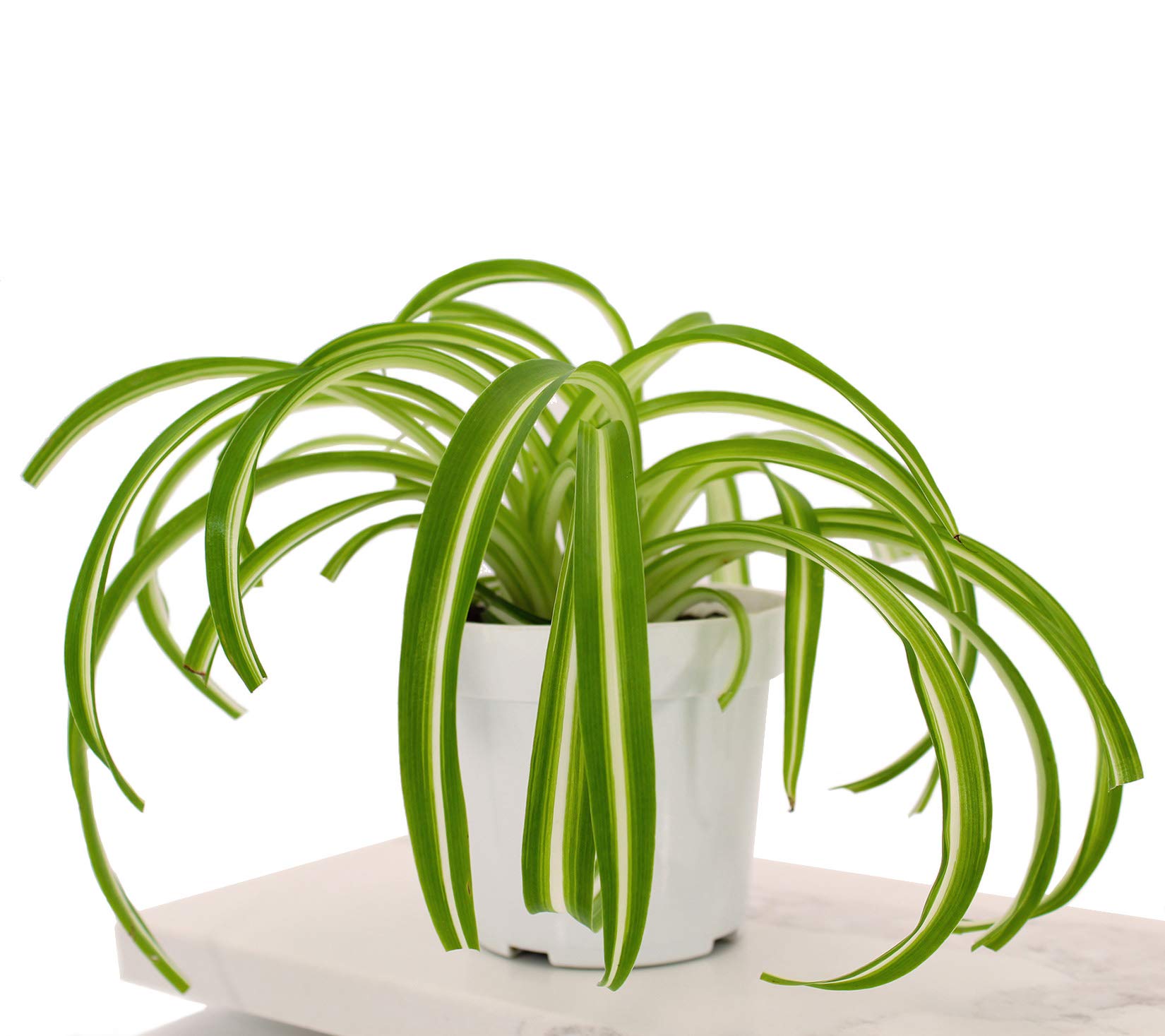 Houseplant Homestead Spider Plant Bonnie, Chlorophytum, Curly Cream Striped Leaves, Live Indoor Tropical Plant (with 4" Nursery Pot)