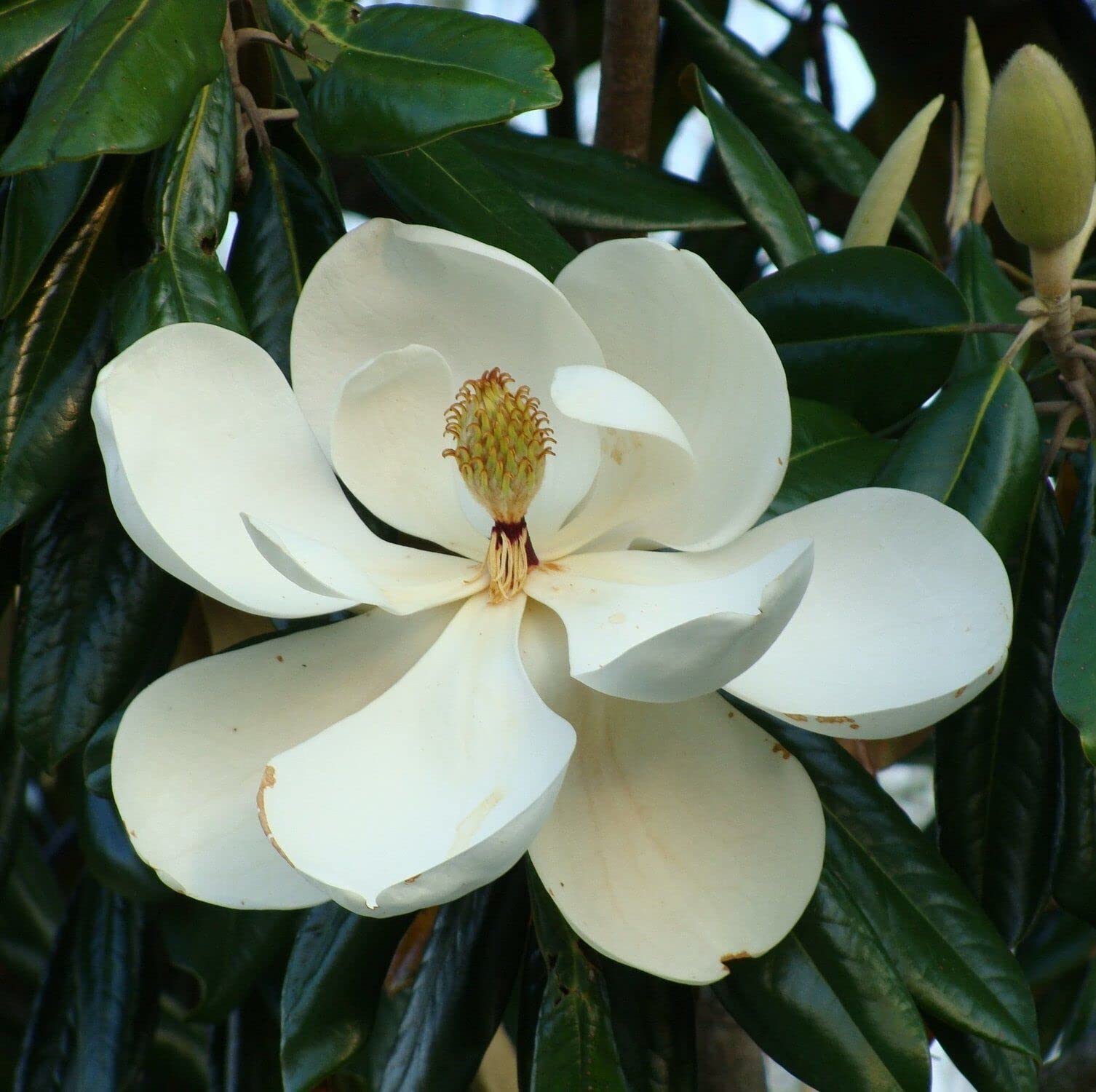 Magnolia grandiflora "Little Gem" pianta in vaso ø24 cm h. 80/100 cm Vivaio di Castelletto