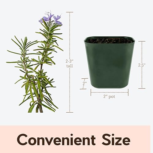 Miniatura 7 de My Shelfie - Planta de romero en maceta de 2 pulgadas, plantas aromáticas de romero vivas, plantas vivas de 2-3 pulgadas de altura, plantas de